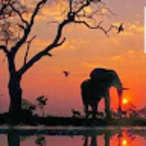 Meet your Posher, Norma